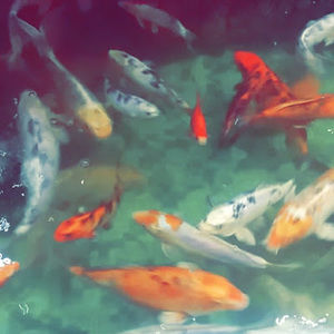 Meet your Posher, Sammy